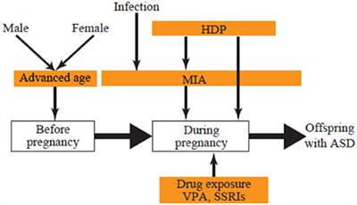 Influence of Prenatal Drug Exposure, Maternal Inflammation, and Parental Aging on the Development of Autism Spectrum Disorder